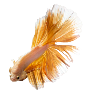 Mustard Halfmoon Betta