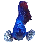 Load image into Gallery viewer, BI-COLOUR HMPK BETTA
