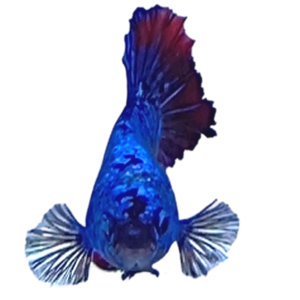 BI-COLOUR HMPK BETTA