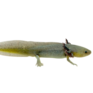 Olive Axolotl 10cm