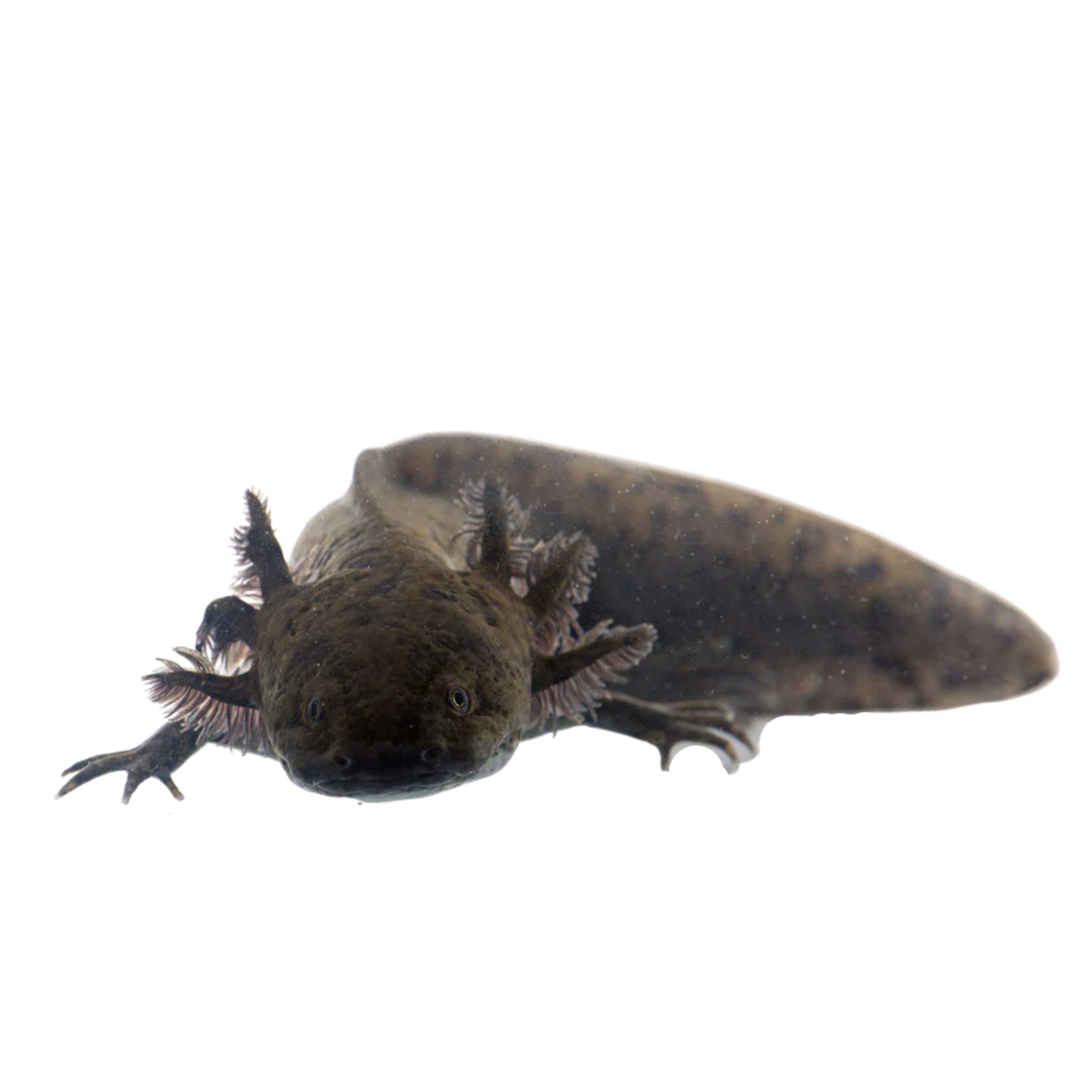 Black Axolotl 15cm