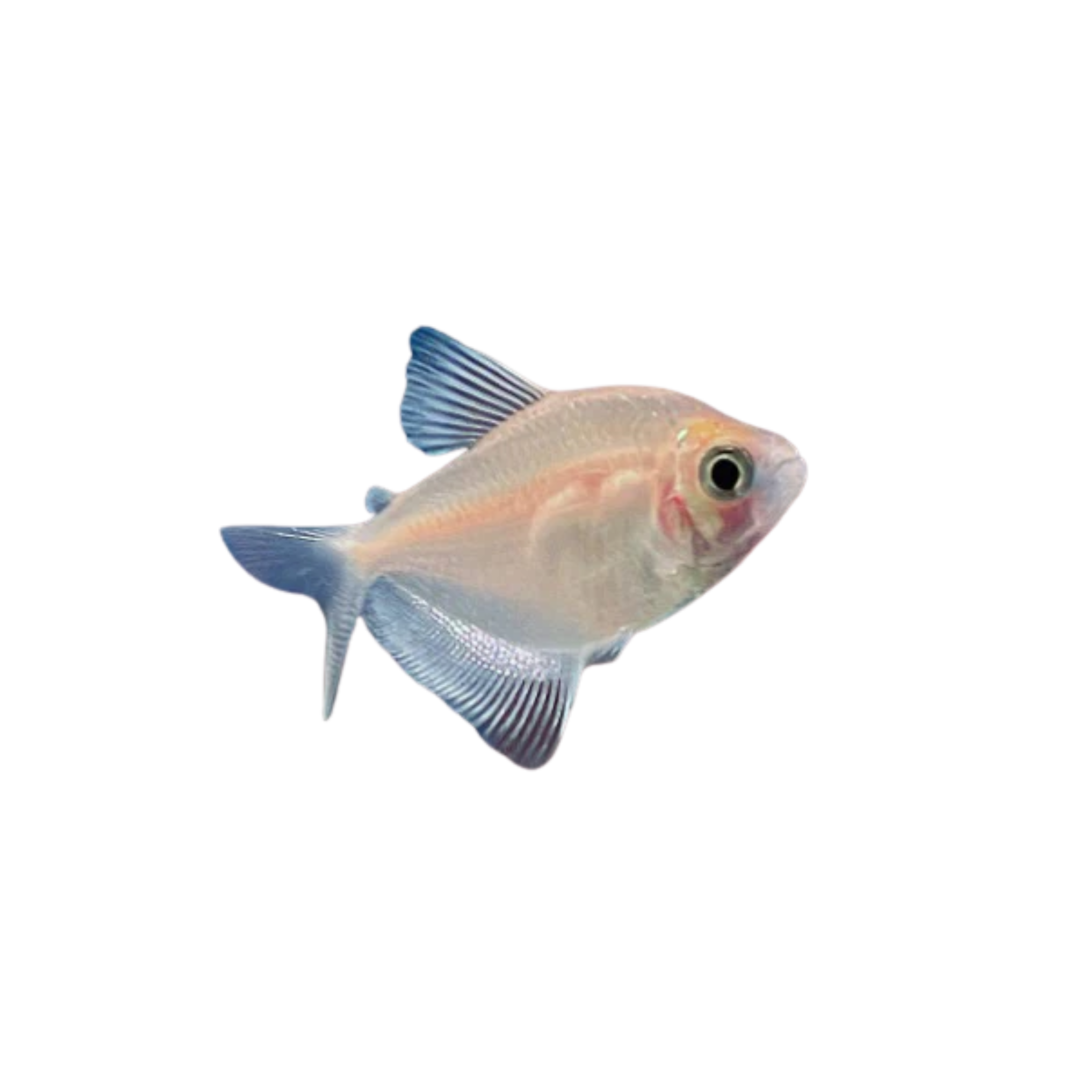 White Widow Tetra