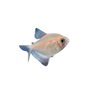 White Widow Tetra