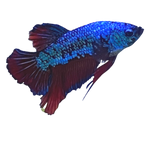 Load image into Gallery viewer, BI-COLOUR HMPK BETTA
