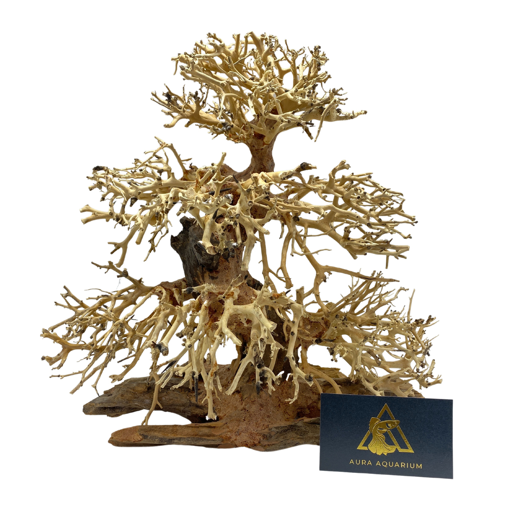 Bonsai Driftwood 30 X 30 X 15 Aura Aquarium