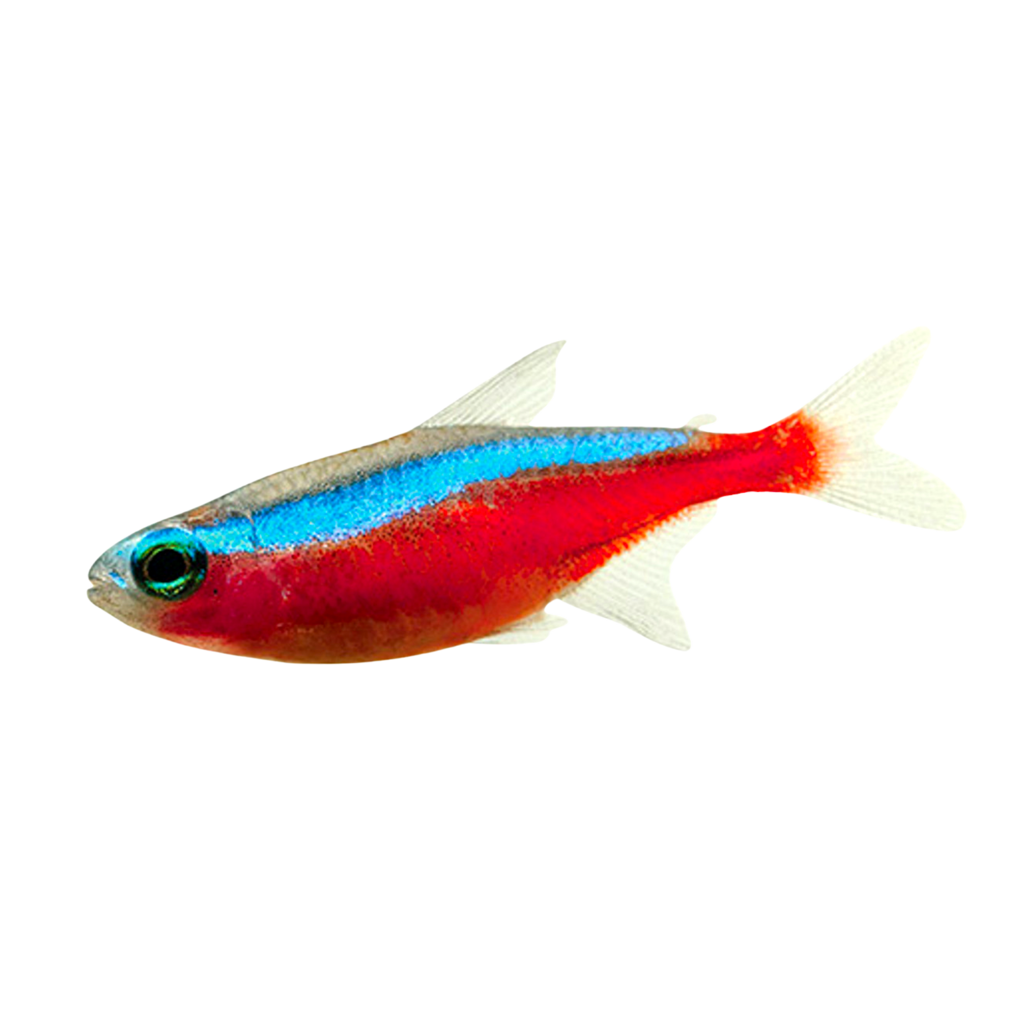 Freshwater Fish For Sale | Australia – Aura Aquarium