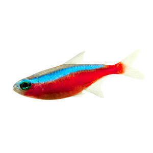 Cardinal Tetra Live Freshwater Aquarium Fish - Peaceful Tropical Beginner Species