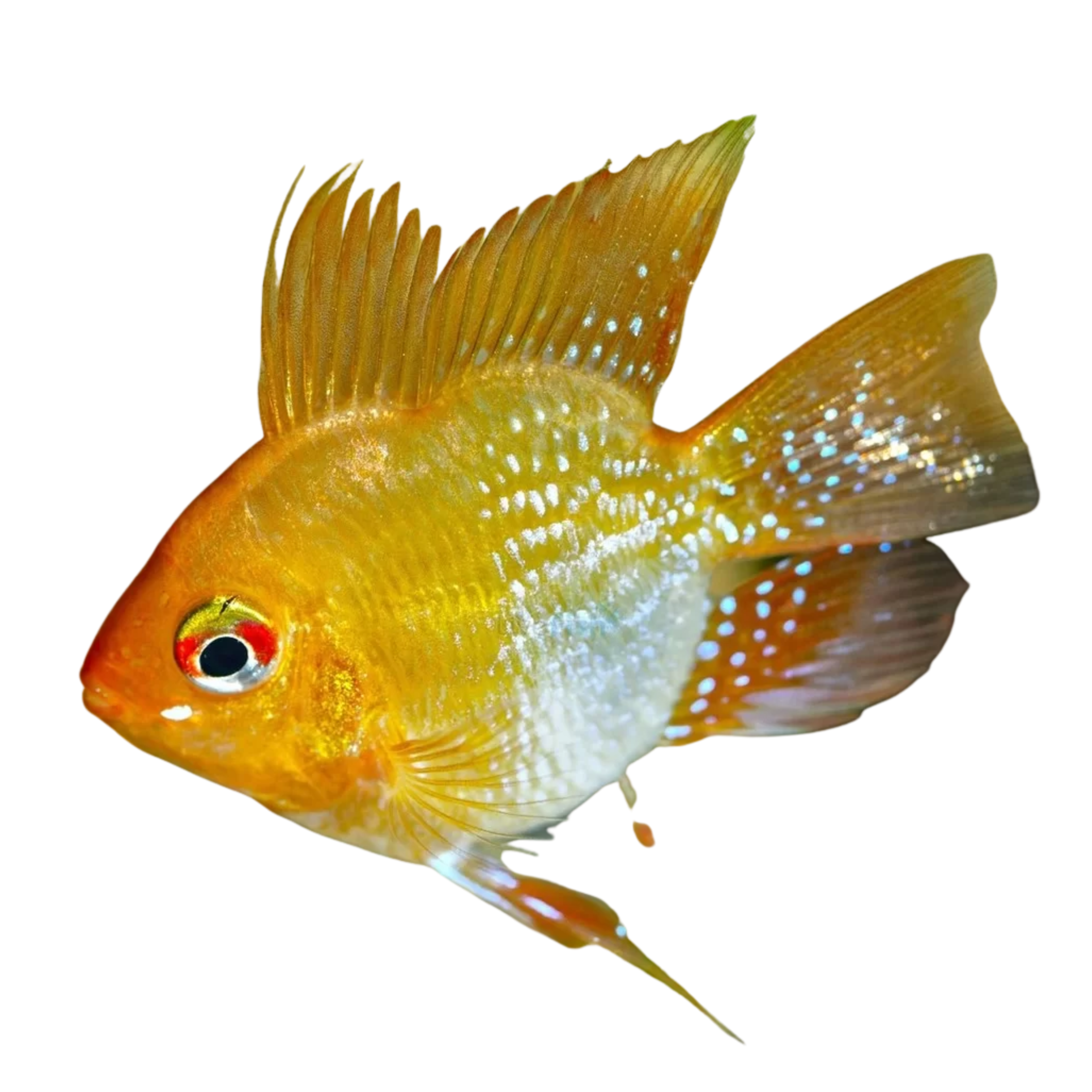 Golden Balloon Ram