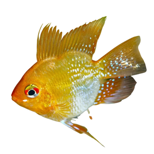 Golden Balloon Ram