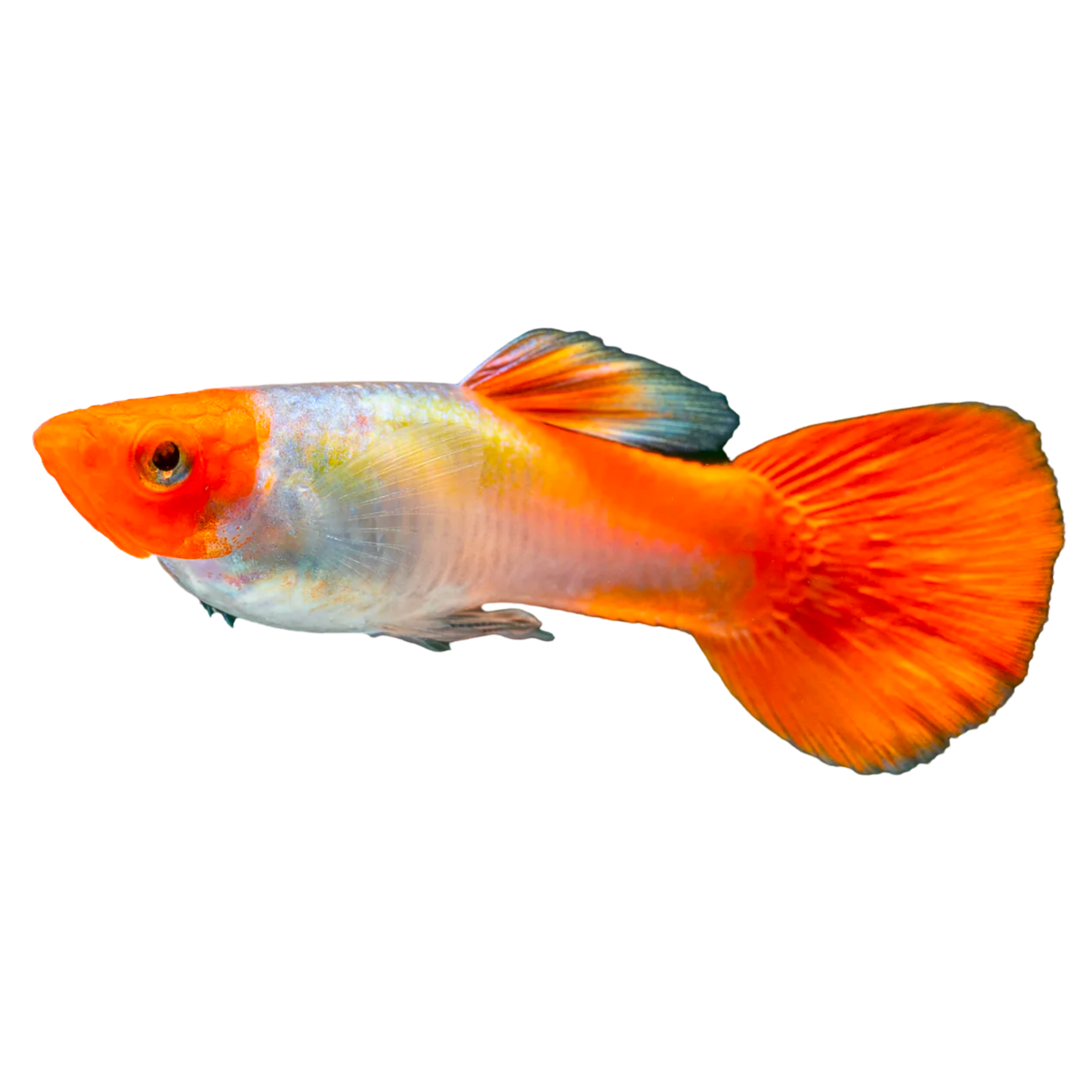 Koi Guppy