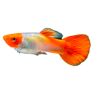 Koi Guppy