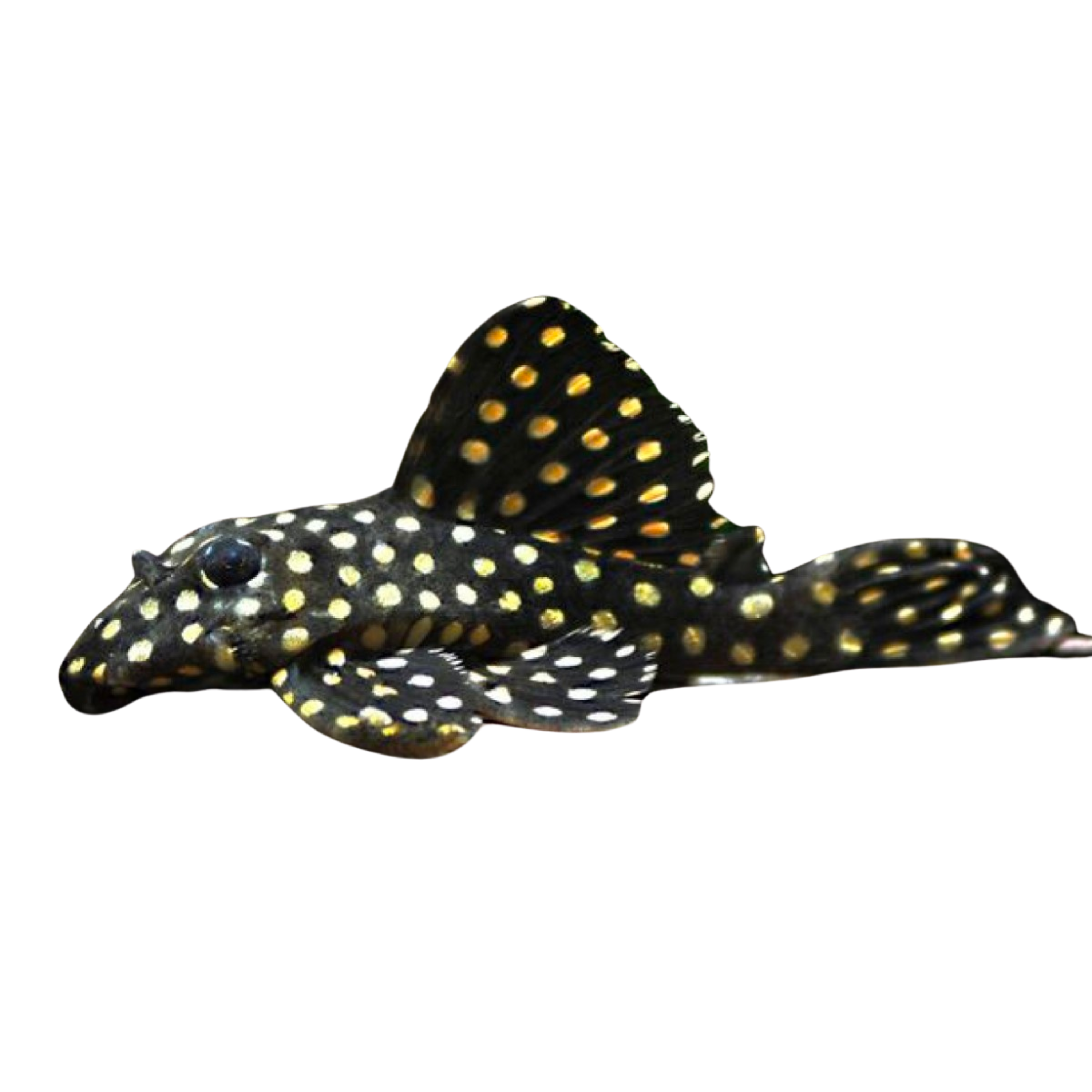 L201 Snowball Pleco