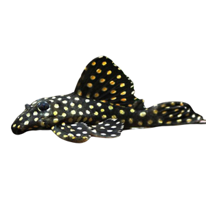 L201 Snowball Pleco