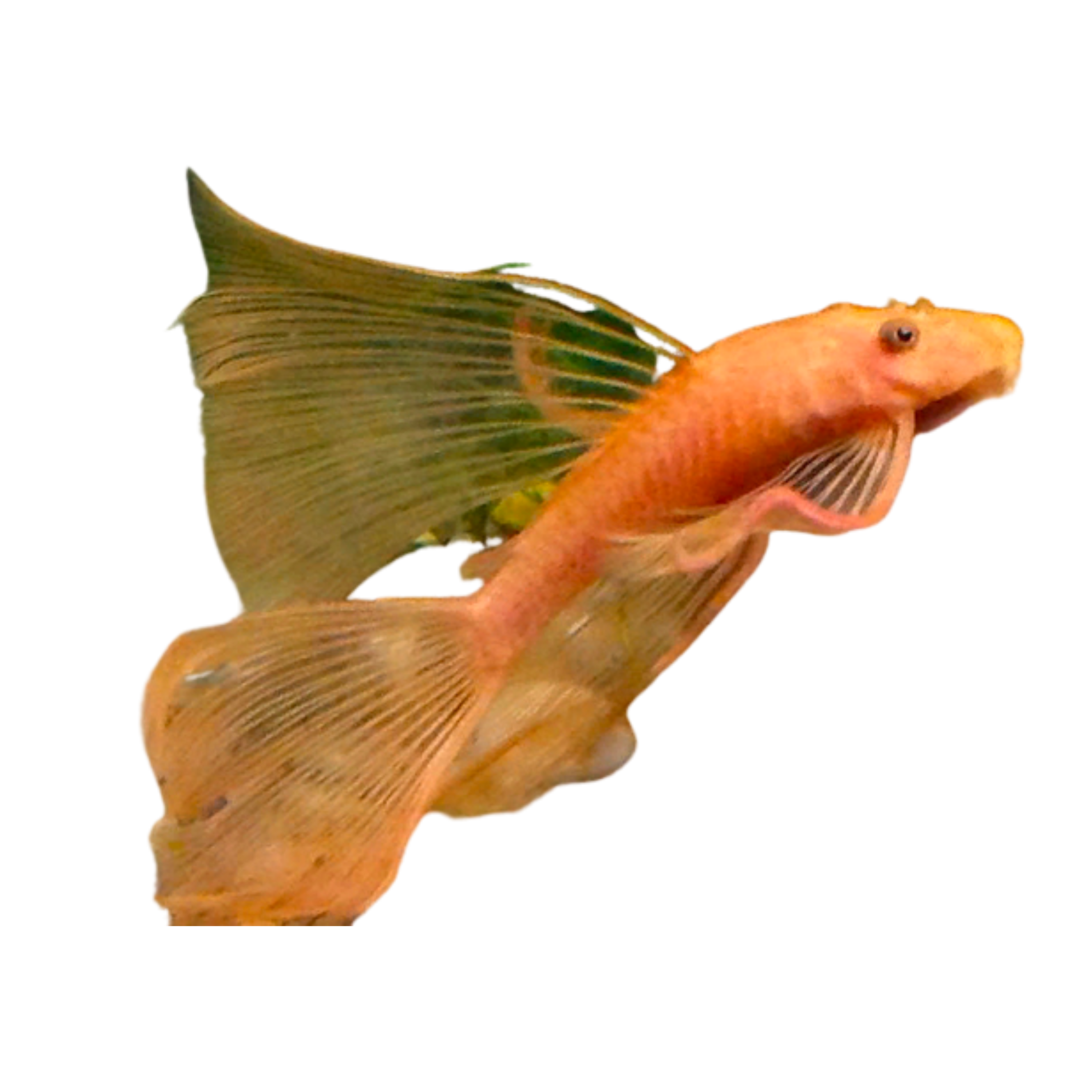 Longfin Red Bristlenose Pleco Aura Aquarium