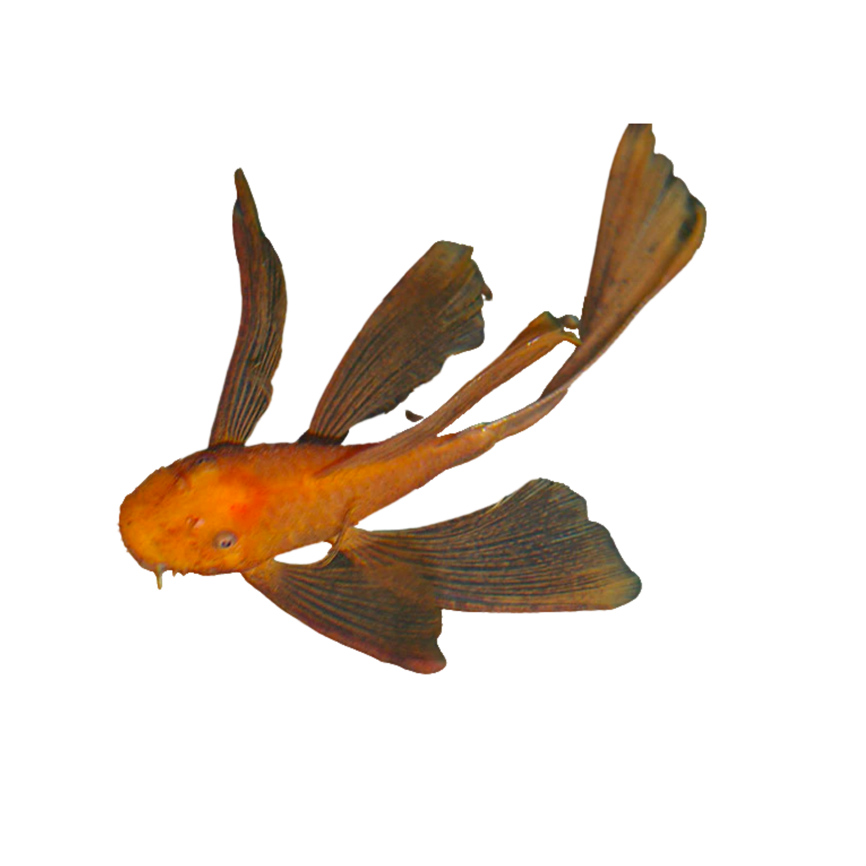 Longfin Super Red Bristlenose Pleco Aura Aquarium longfin-super-red-bristlenose-pleco-aura-aquarium