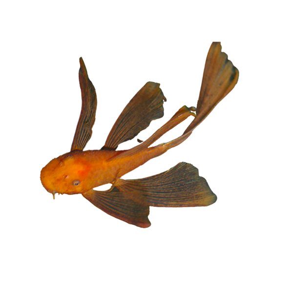 Longfin Red Bristlenose Pleco Aura Aquarium