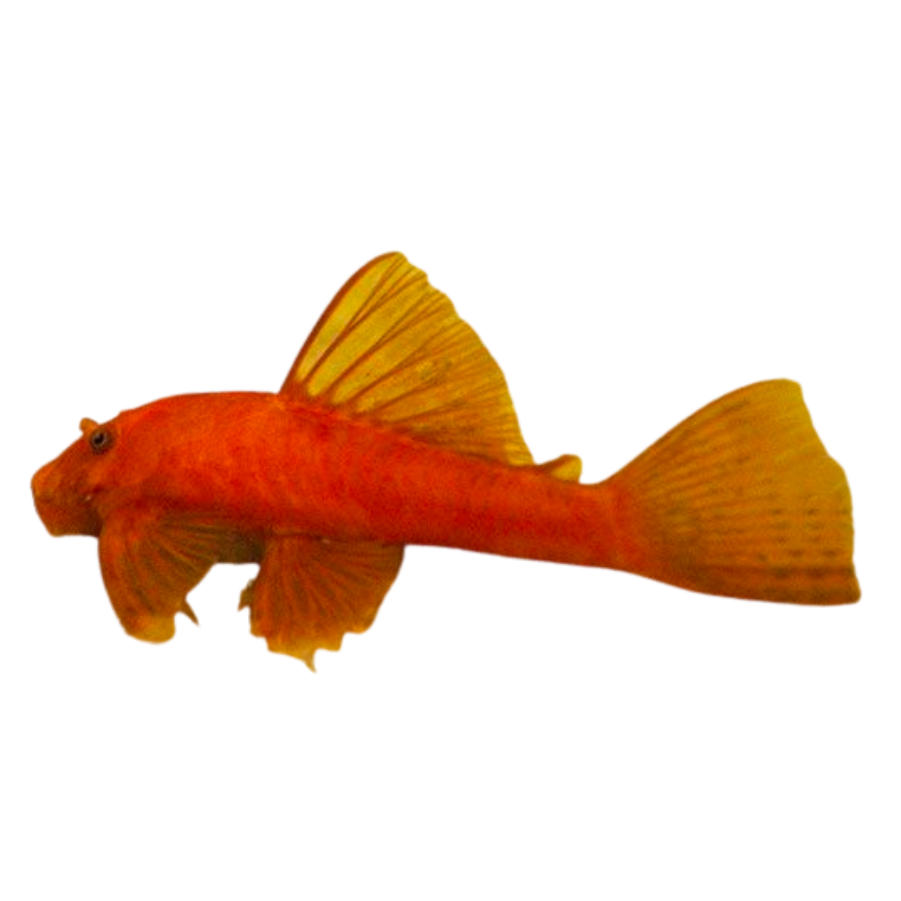 Shortfin Super Red Bristlenose Pleco