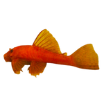 Load image into Gallery viewer, Shortfin Super Red Bristlenose Pleco

