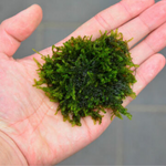 Load image into Gallery viewer, Weeping Moss
