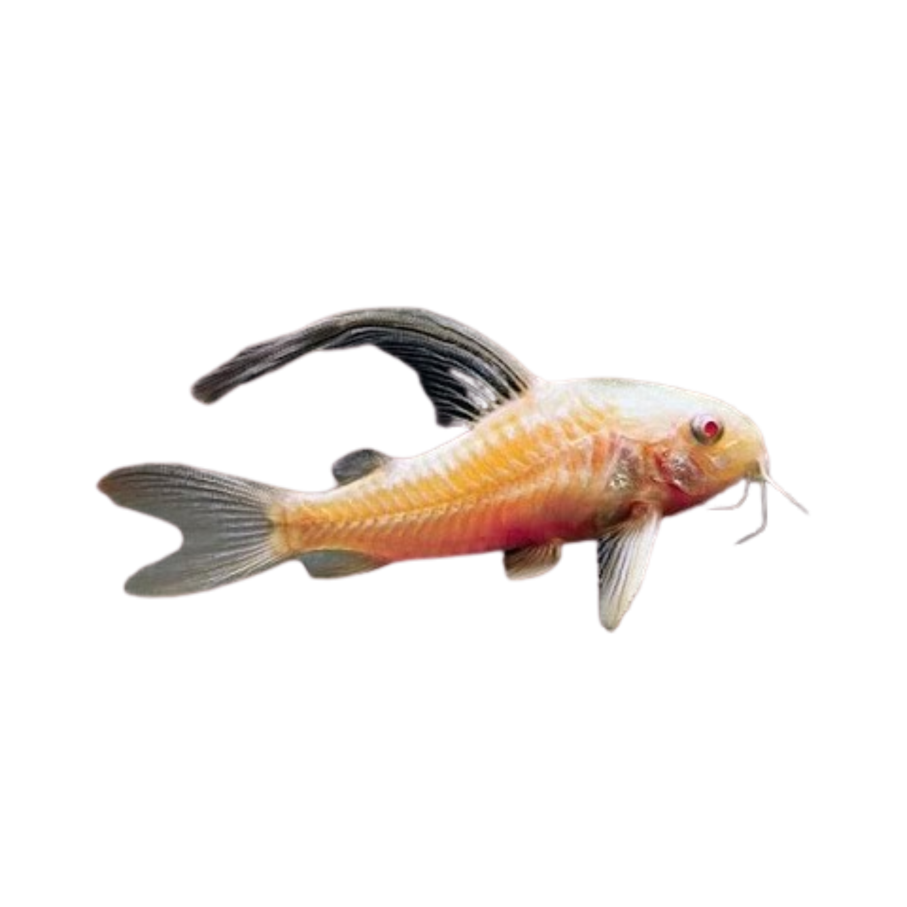 Albino Longfin Cory Catfish