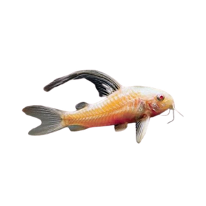 Albino Longfin Cory Catfish