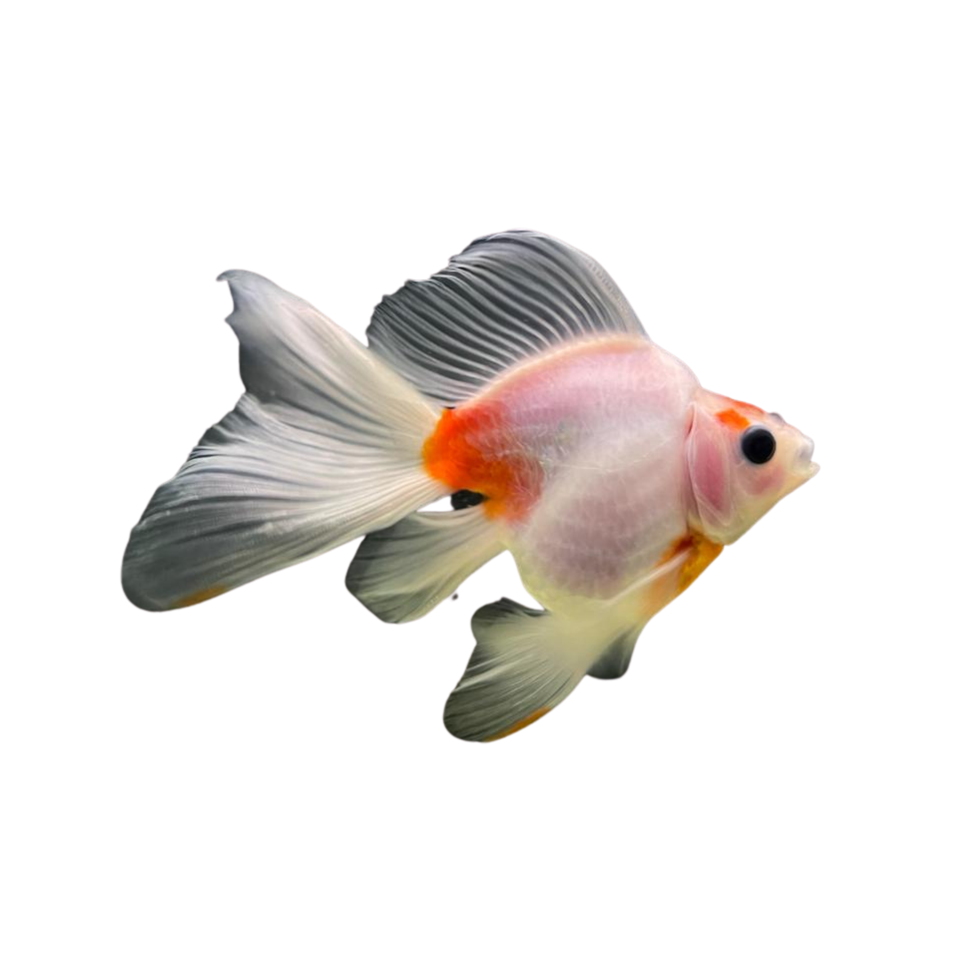 Fancy Ryukin Goldfish Aura Aquarium