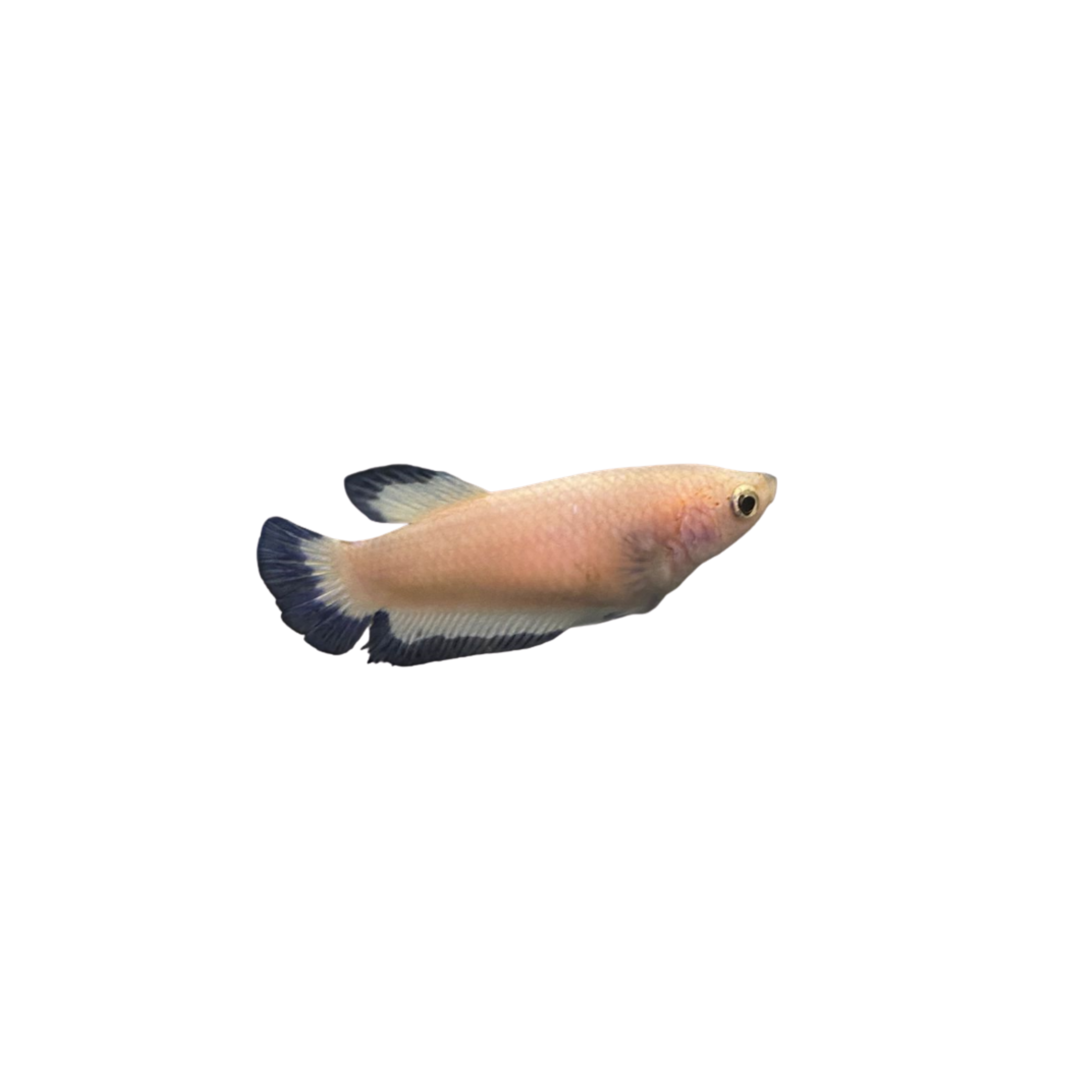 Blue Dragon Scale Betta