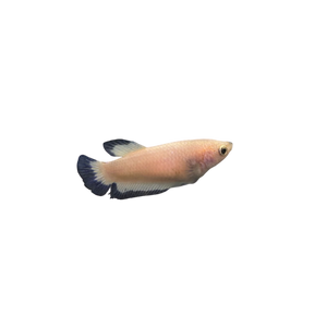 Blue Dragon Scale Betta