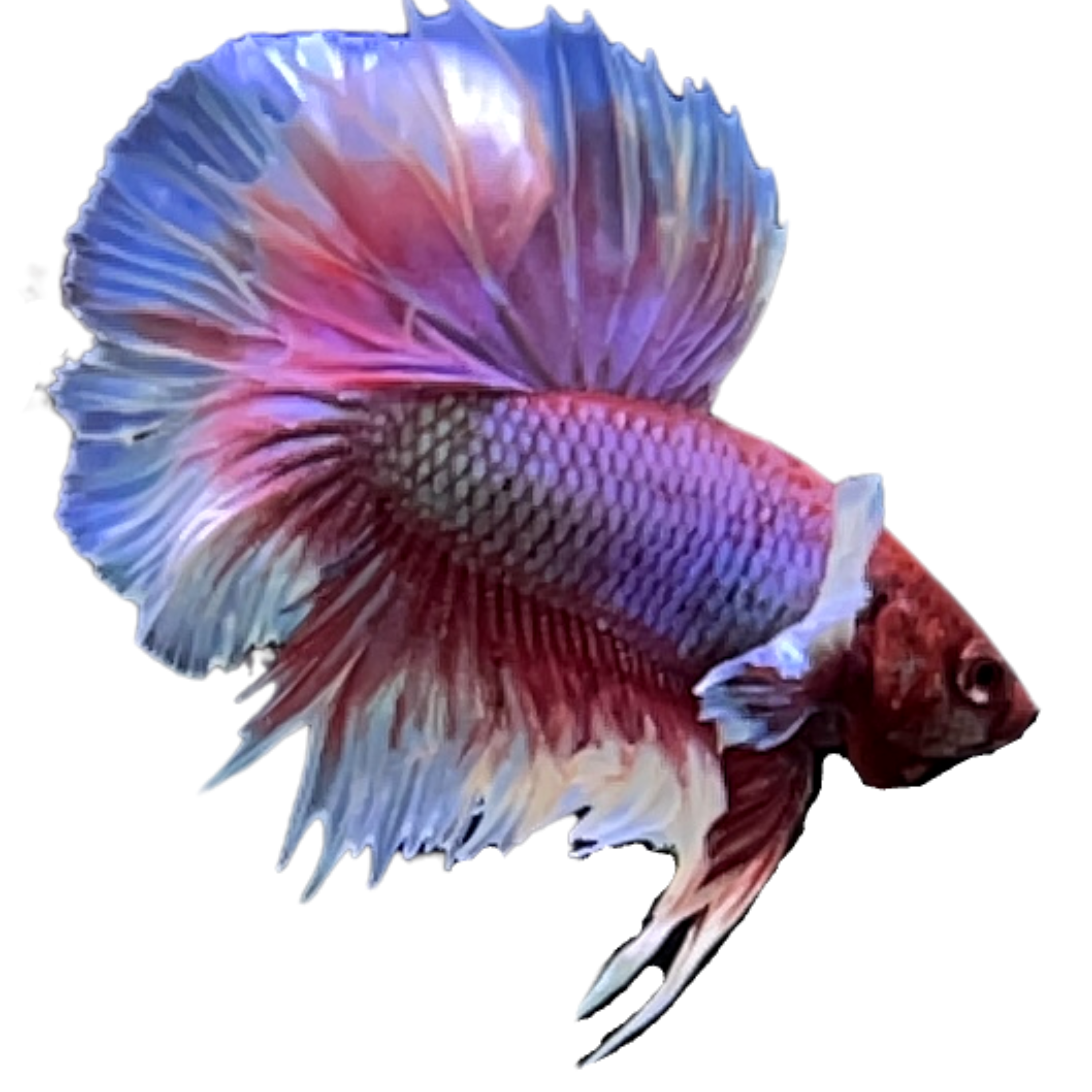 Rosetail Halfmoon Betta