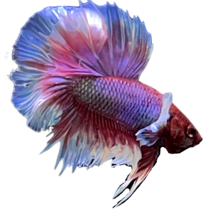 Rosetail Halfmoon Betta