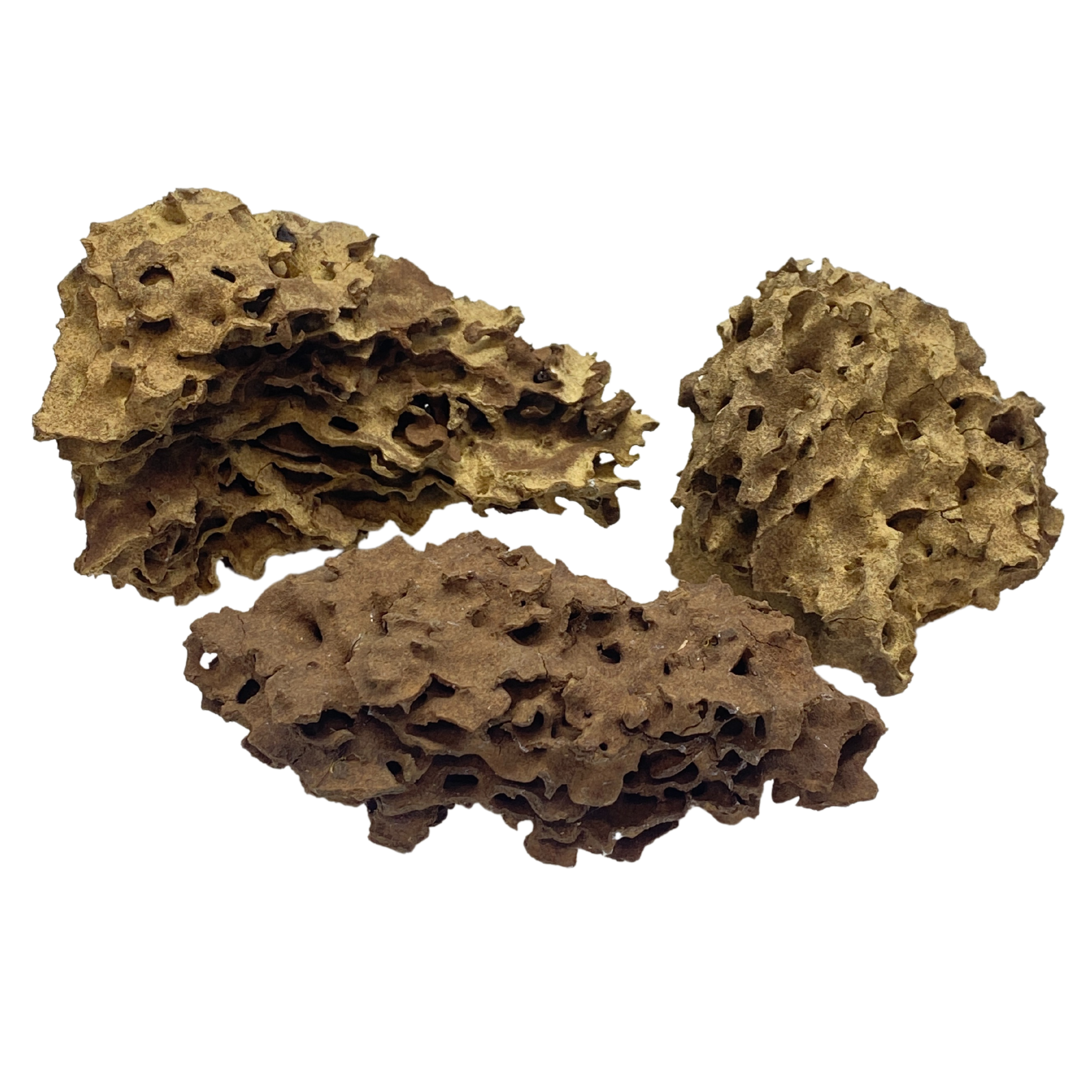 Shrimp Wood Medium
