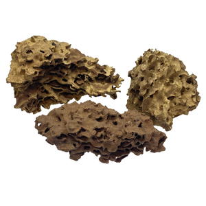 Shrimp Wood Medium