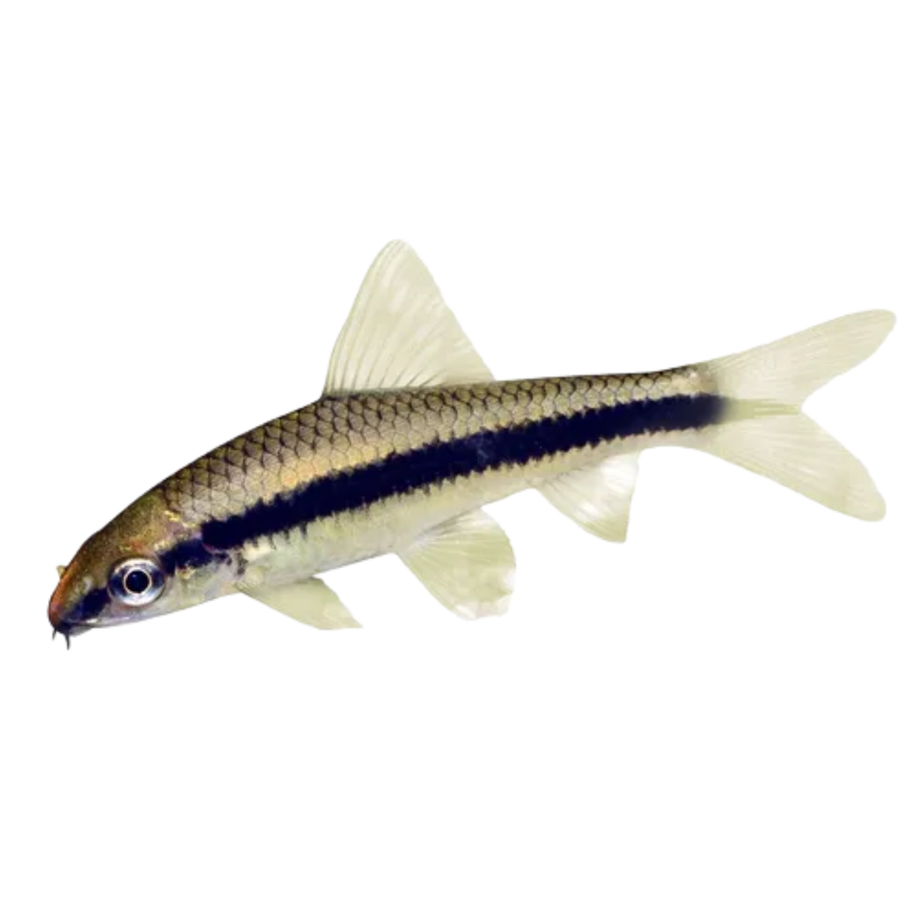 Siamese Algae Eater Aura Aquarium