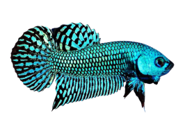 Alien Hybrid Betta
