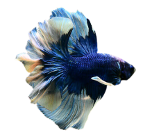 Dumbo Halfmoon Butterfly Betta