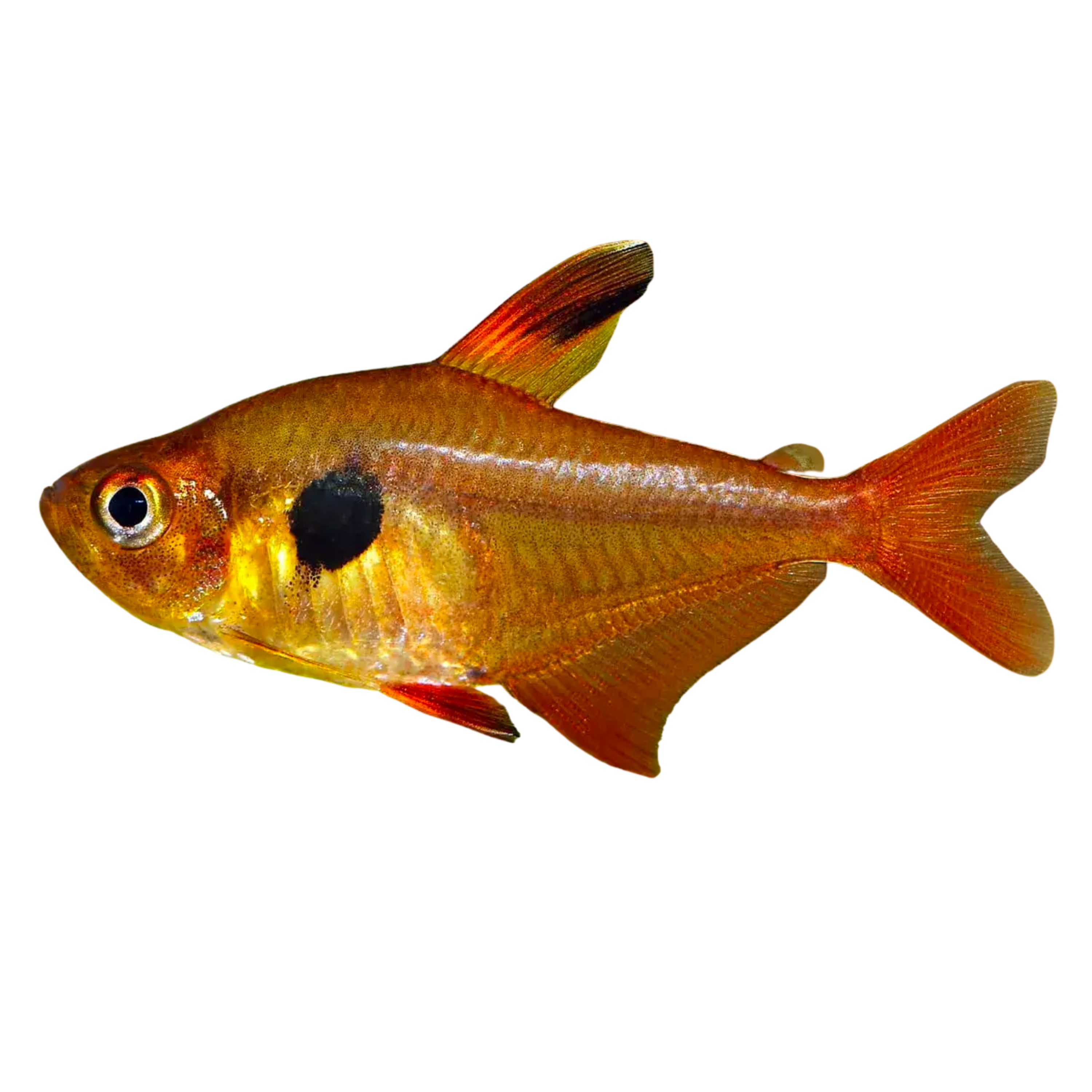 Red Phantom Tetra