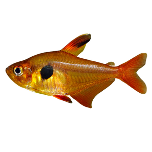 Red Phantom Tetra