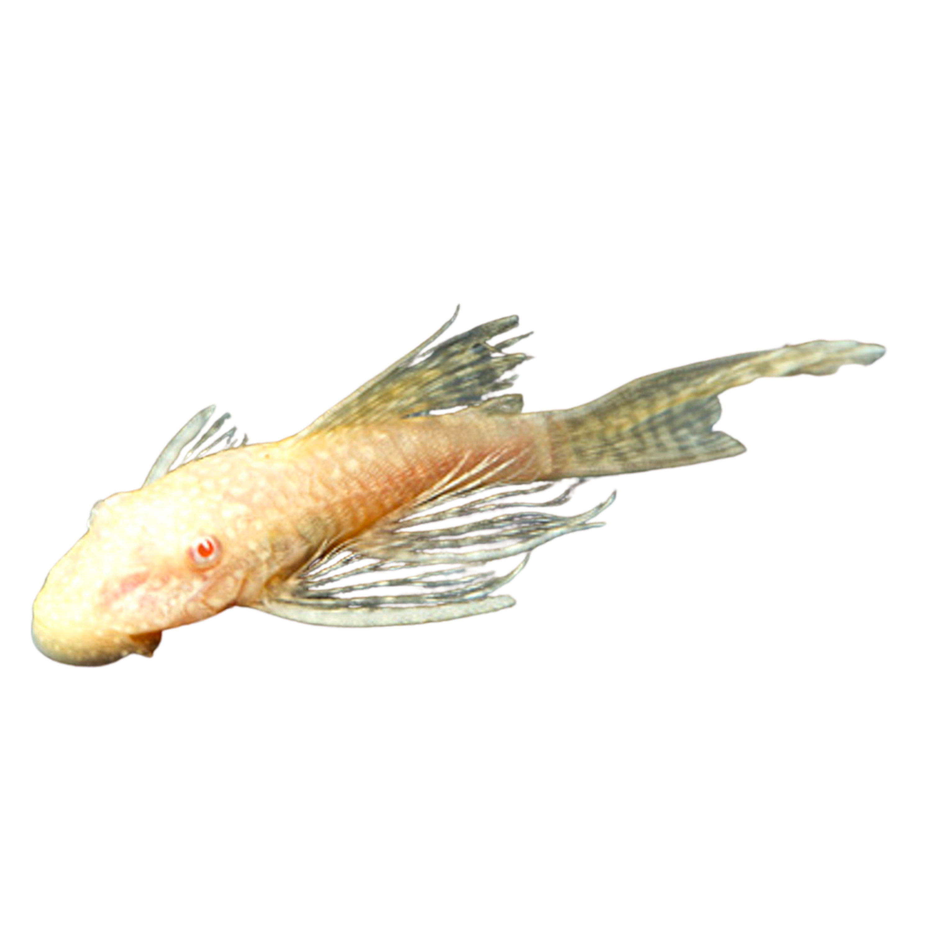 Albino Bristlenose Pleco Longfin