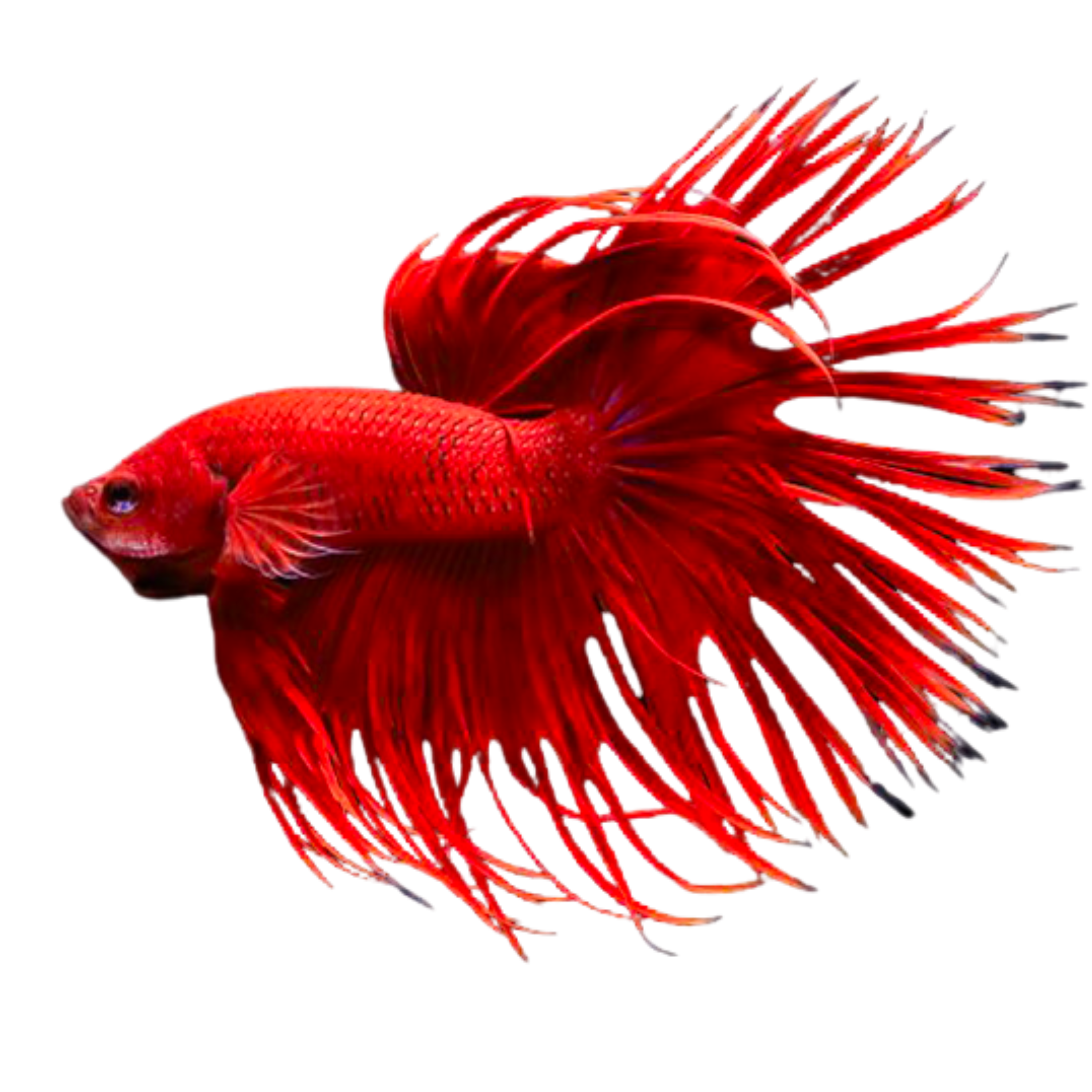 Red Crown Betta