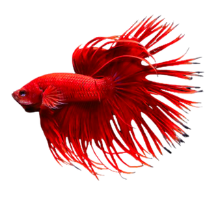 Red Crown Betta