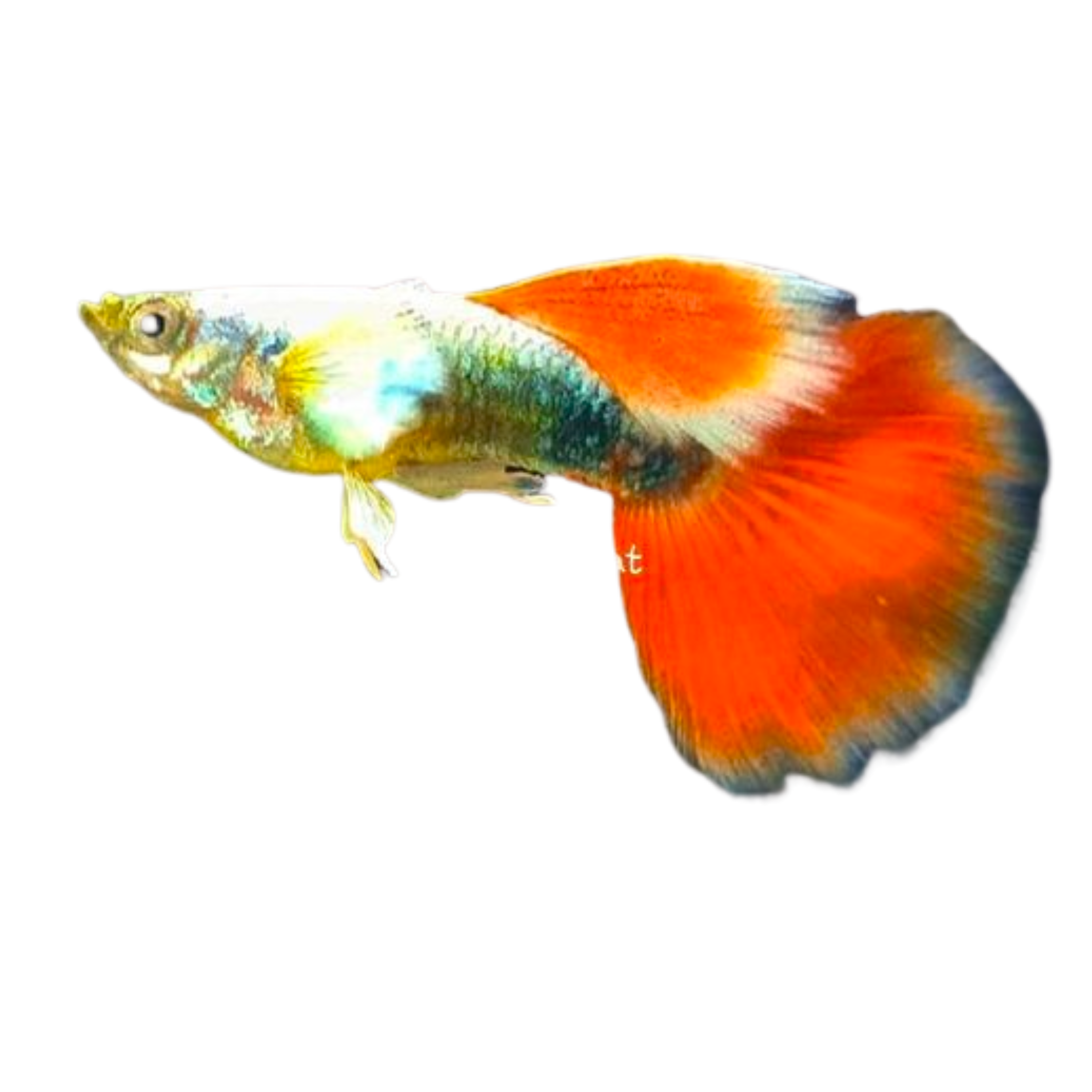 Santa Clause Dumbo Ear Guppy