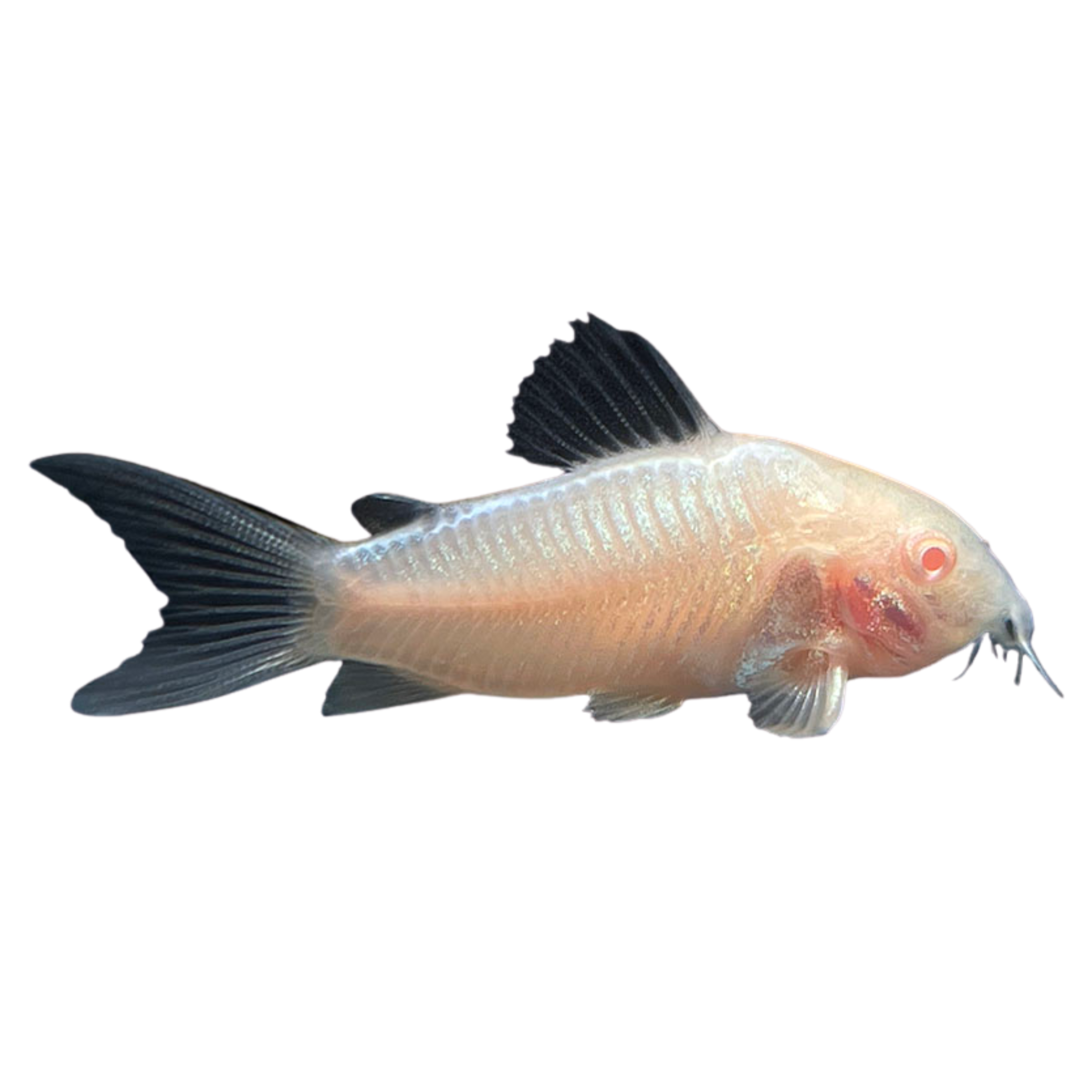 Albino Cory Catfish Aura Aquarium