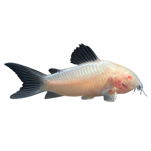 Albino Cory Catfish