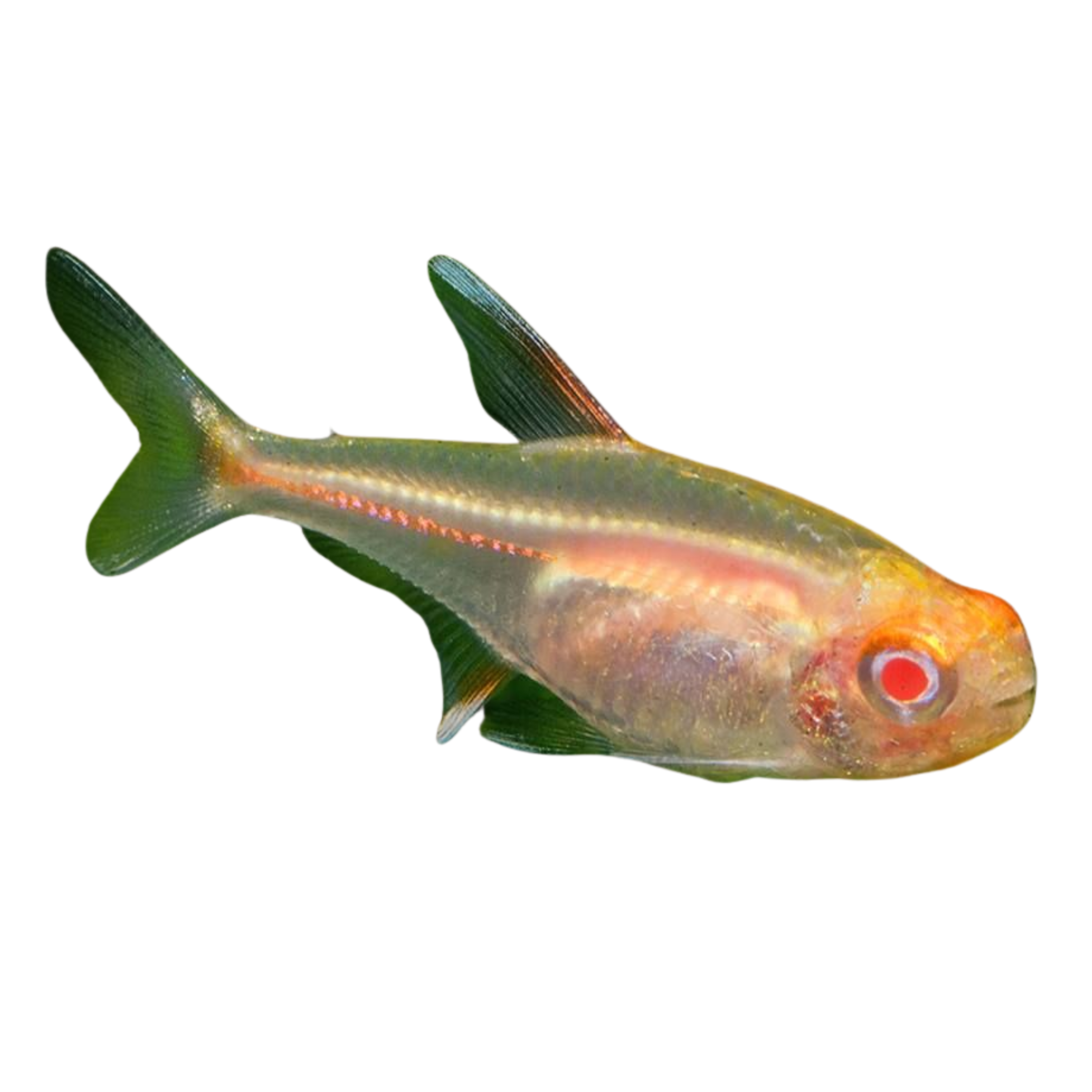 Albino Glowlight Tetra