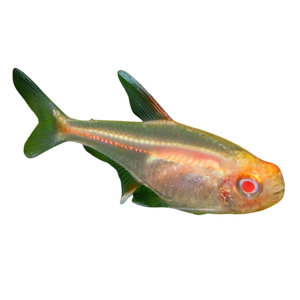Albino Glowlight Tetra