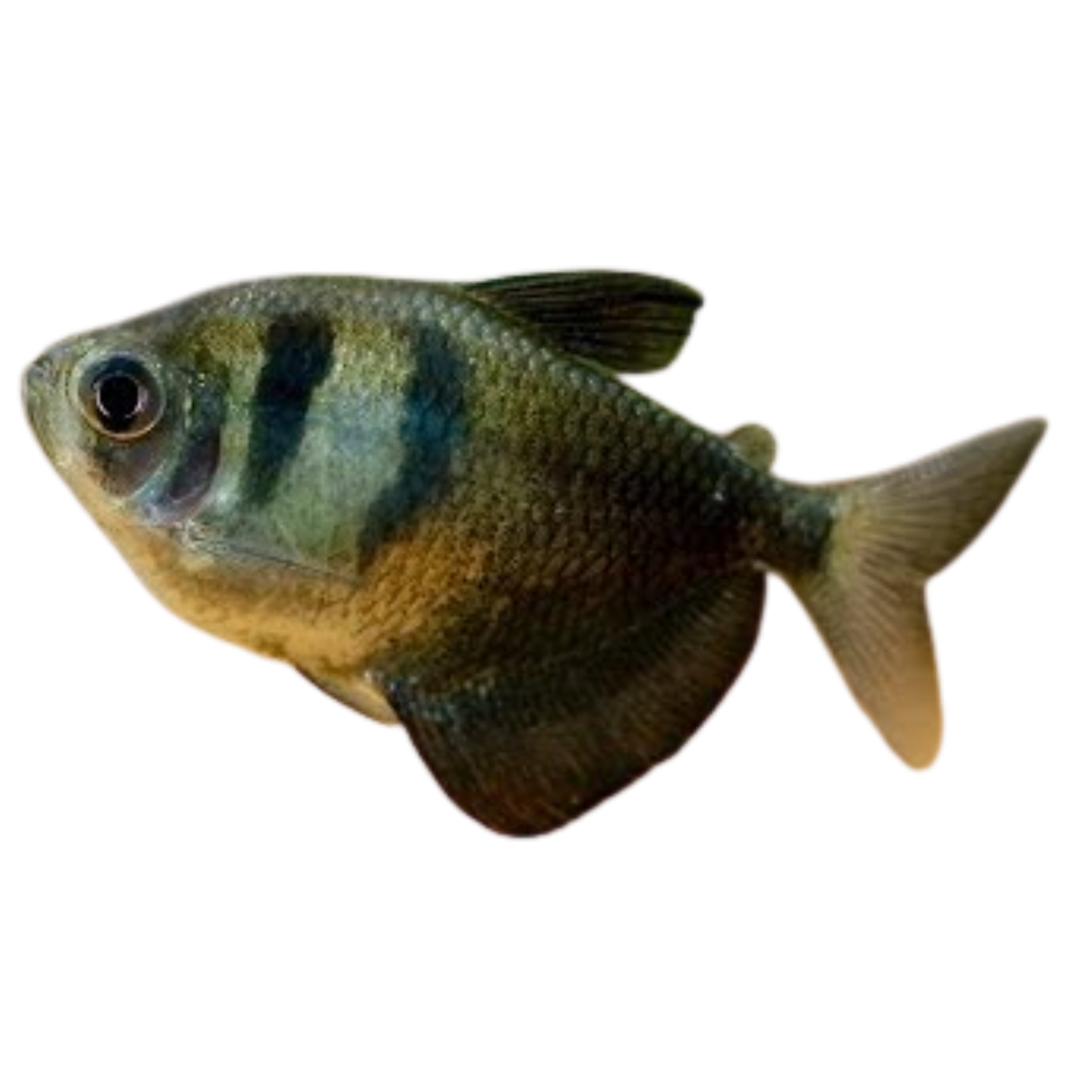 Black Widow Veiltail Tetra