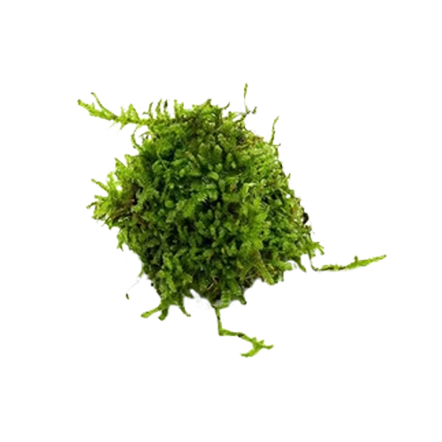 Christmas Moss