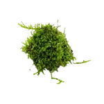 Load image into Gallery viewer, Christmas Moss
