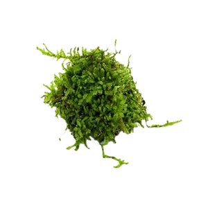 Christmas Moss