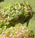 Load image into Gallery viewer, Duck Weed
